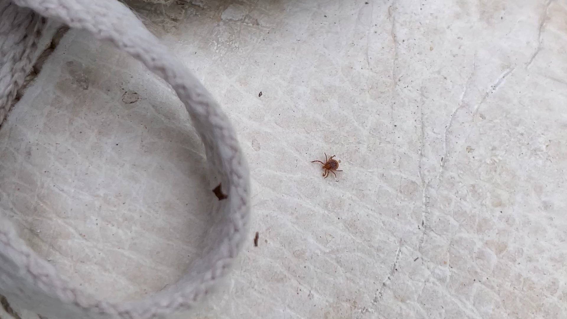 Peak tick season prompts health warning from Delaware officials